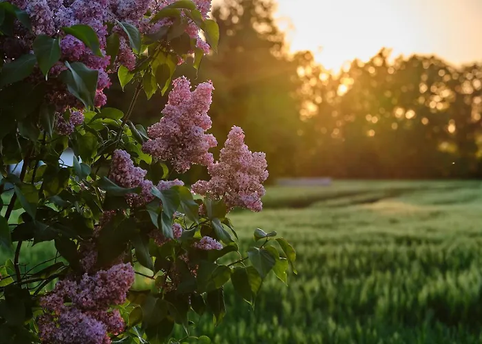 Wernsdorf * Glauchau